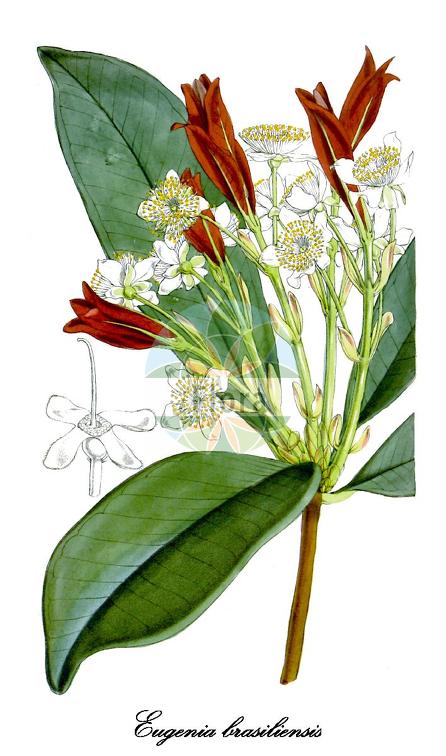 Eugenia brasiliensis
