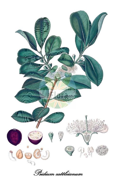 Psidium cattleianum