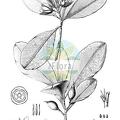 Wallacea insignis