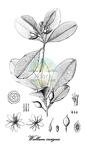 Wallacea insignis
