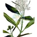 Olea capensis