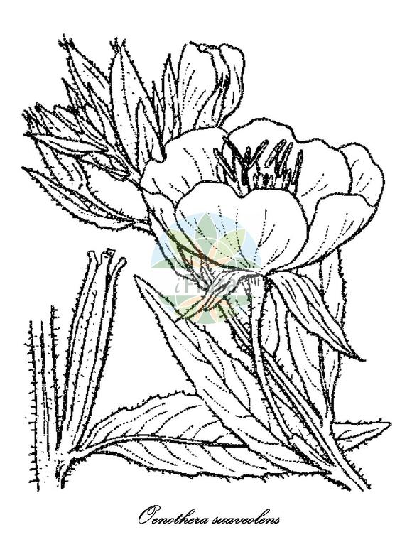 Oenothera suaveolens