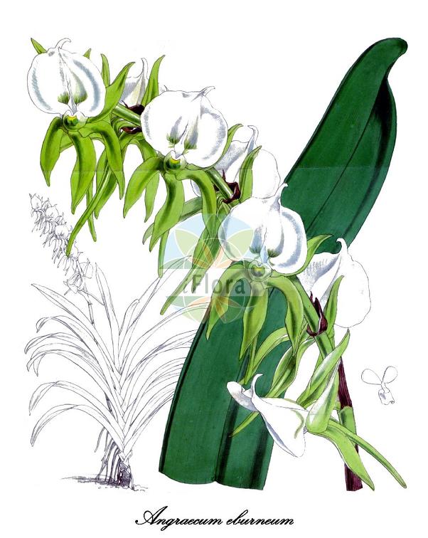 Angraecum eburneum