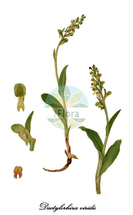 Dactylorhiza viridis
