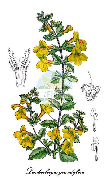 Lindenbergia grandiflora