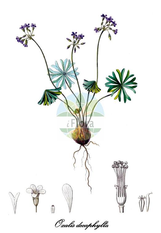 Oxalis decaphylla