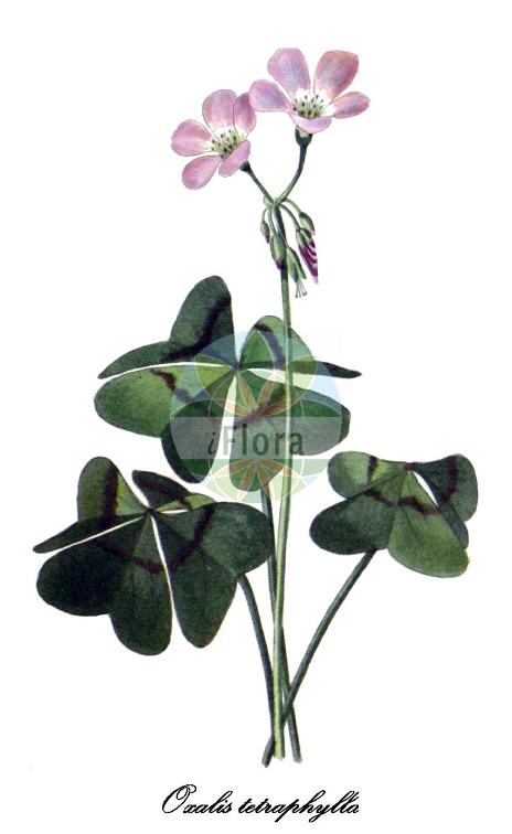 Oxalis tetraphylla