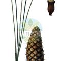 Pinus occidentalis