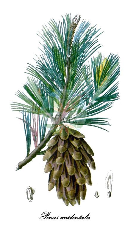 Pinus occidentalis