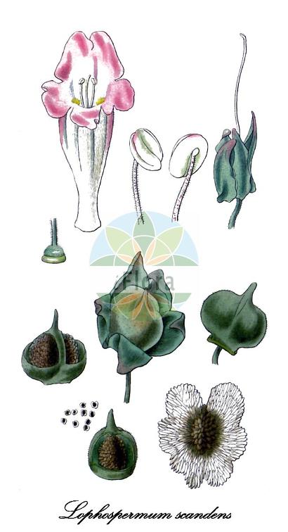 Lophospermum scandens