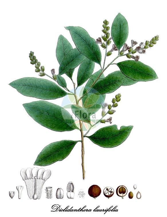 Diclidanthera laurifolia