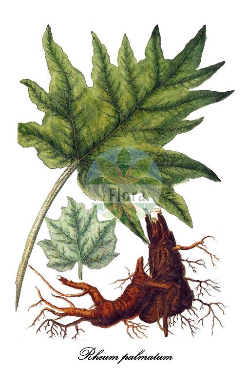 Rheum palmatum