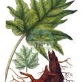 Rheum palmatum