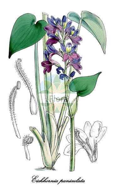 Eichhornia paniculata