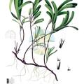 Thalassodendron ciliatum