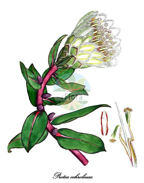 Protea ochroleuca