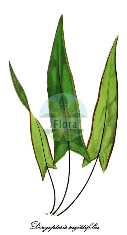 Doryopteris sagittifolia