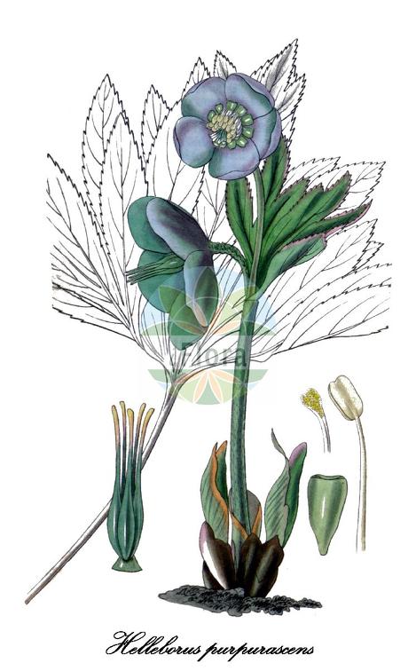 Helleborus purpurascens