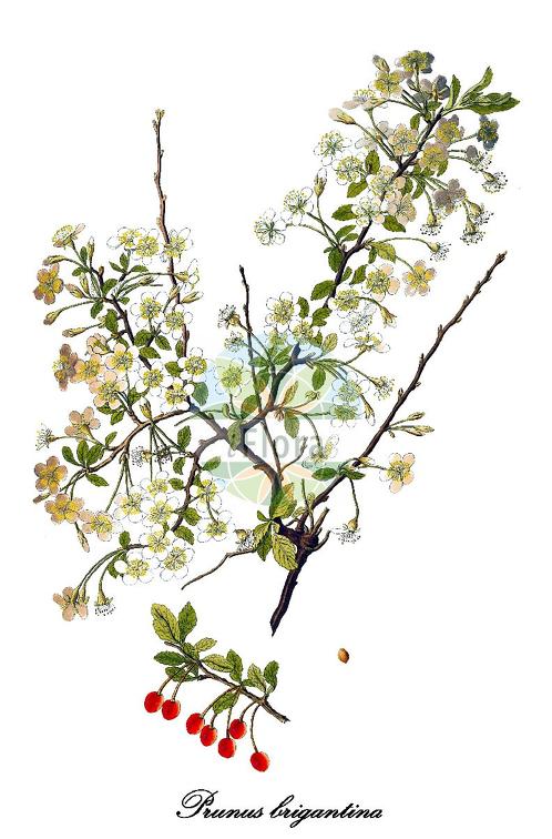 Prunus brigantina