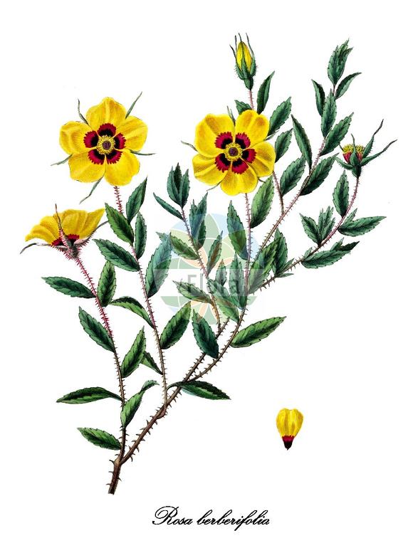 Rosa berberifolia
