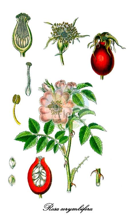 Rosa corymbifera