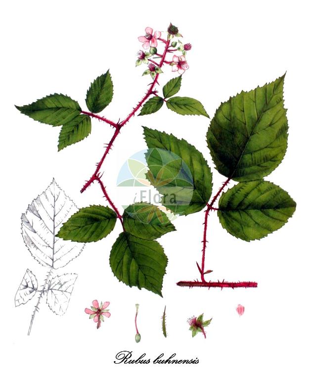 Rubus buhnensis