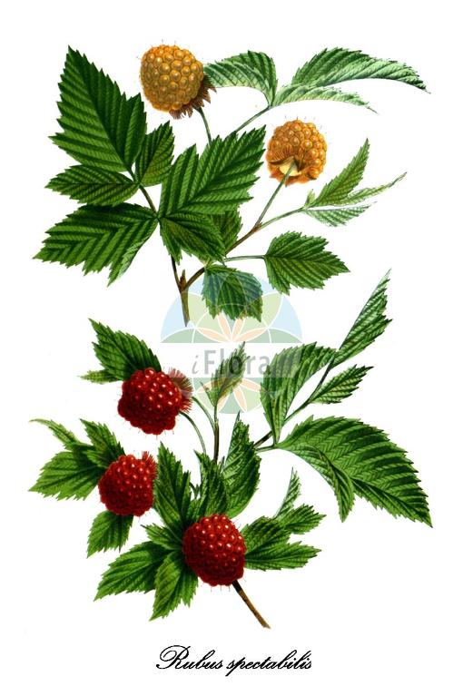 Rubus spectabilis