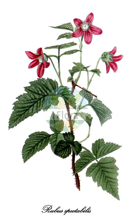 Rubus spectabilis