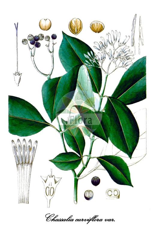 Chassalia curviflora var. ophioxyloides