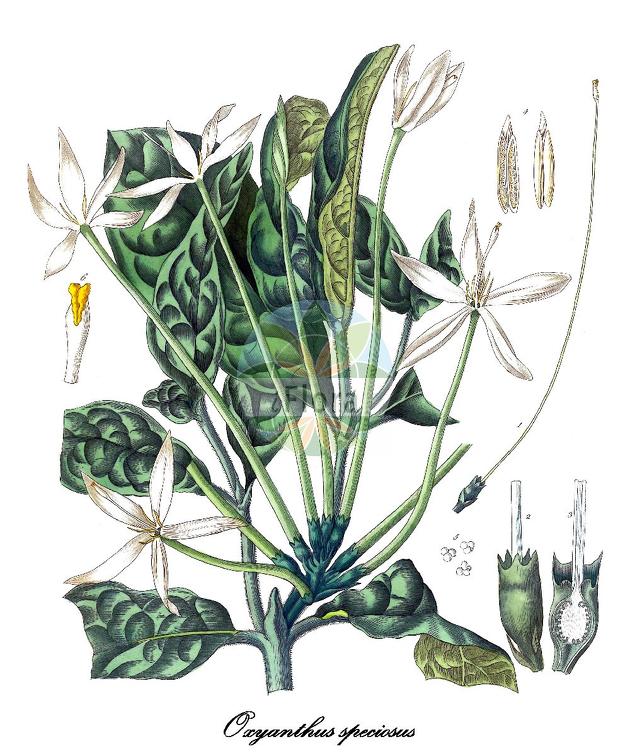 Oxyanthus speciosus