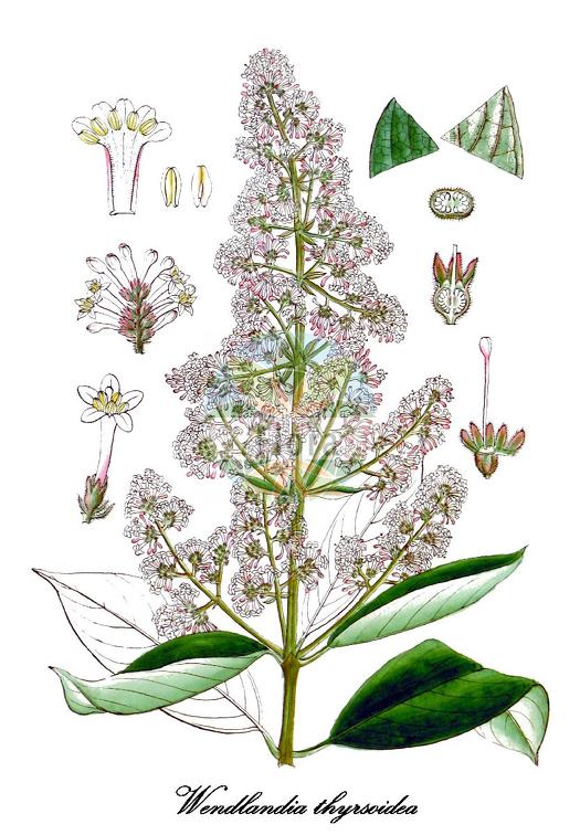 Wendlandia thyrsoidea