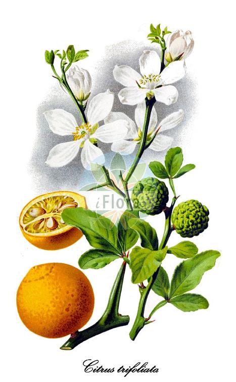 Citrus trifoliata