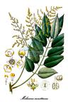 Sabiaceae