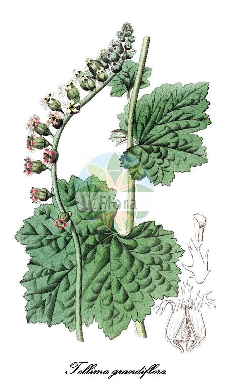 Tellima grandiflora
