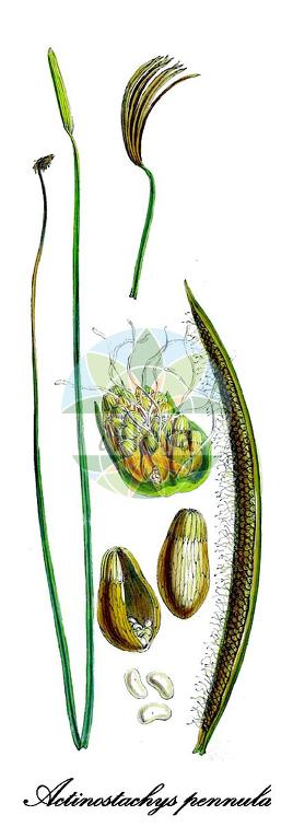 Actinostachys pennula