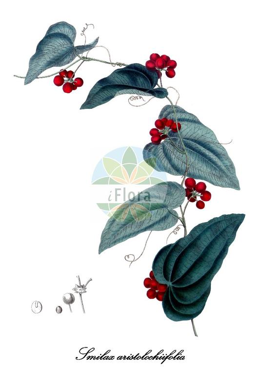Smilax aristolochiifolia