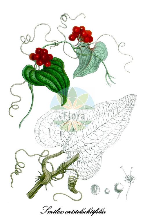 Smilax aristolochiifolia