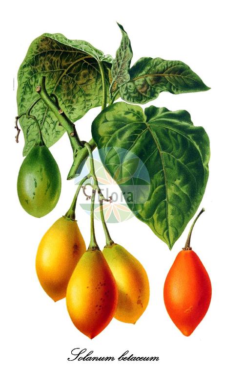 Solanum betaceum