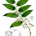 Medusanthera vitiensis