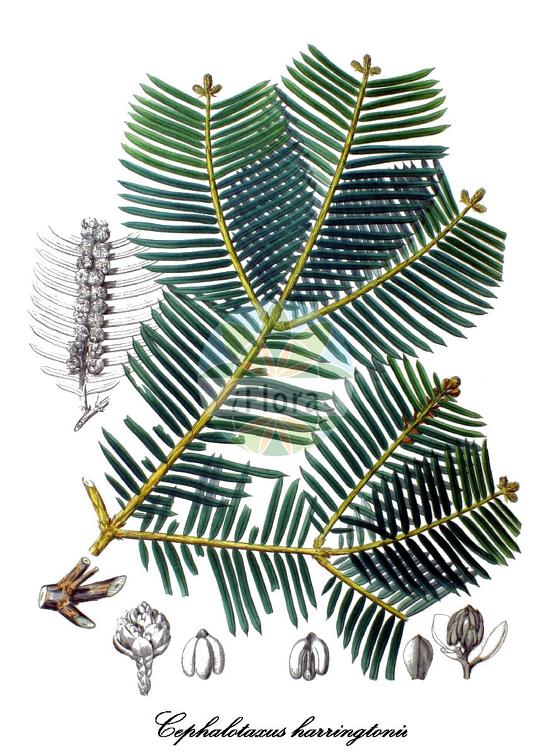Cephalotaxus harringtonii