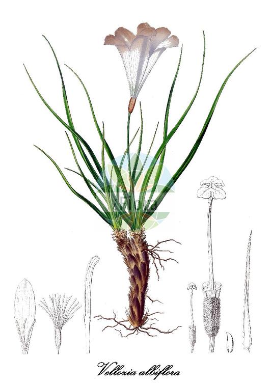 Vellozia albiflora
