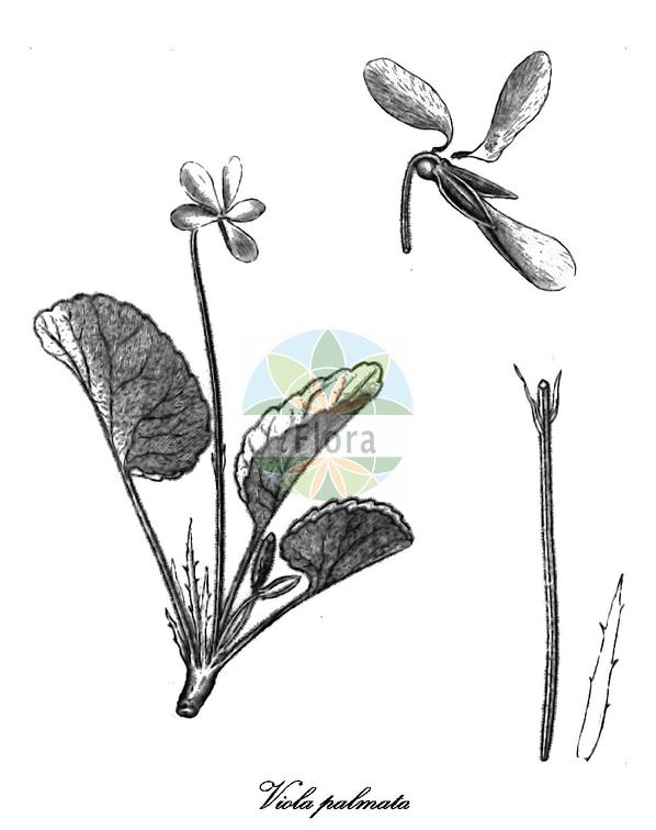 Viola palmata