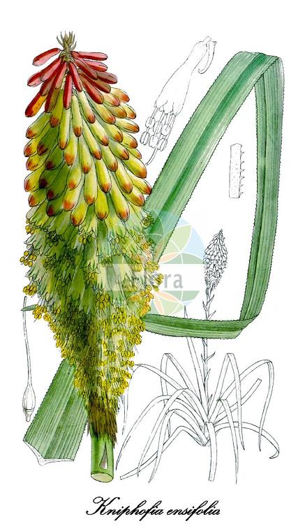 Kniphofia ensifolia
